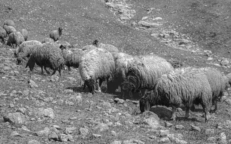 Hashmiah THE Crossing People Fenc, a fine-art photograph by Ali Abu Ras