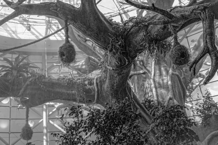 Black and white low-angle view of a large artificial tree structure featuring hanging woven nests, lush foliage, and a complex metal and glass roof grid overhead.