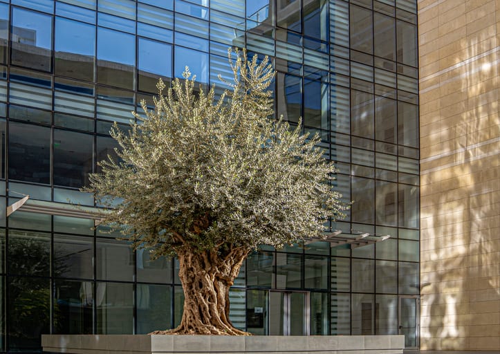 Olive Tree Building, a fine-art photograph by Ali Abu Ras