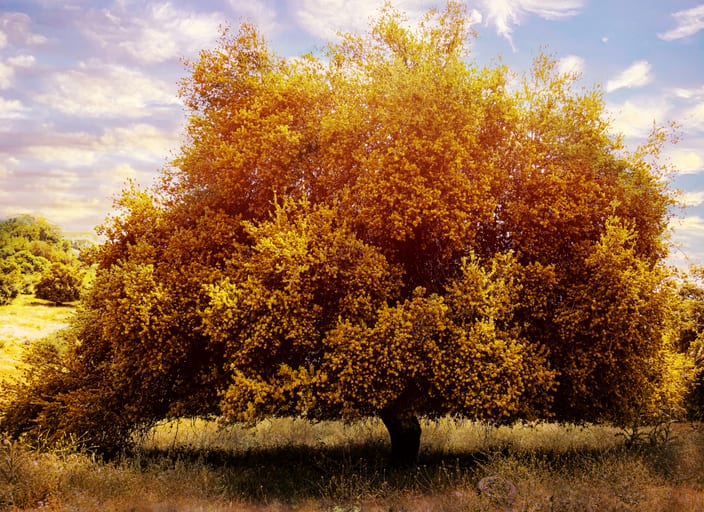 Tree Fine ART, a fine-art photograph by Ali Abu Ras
