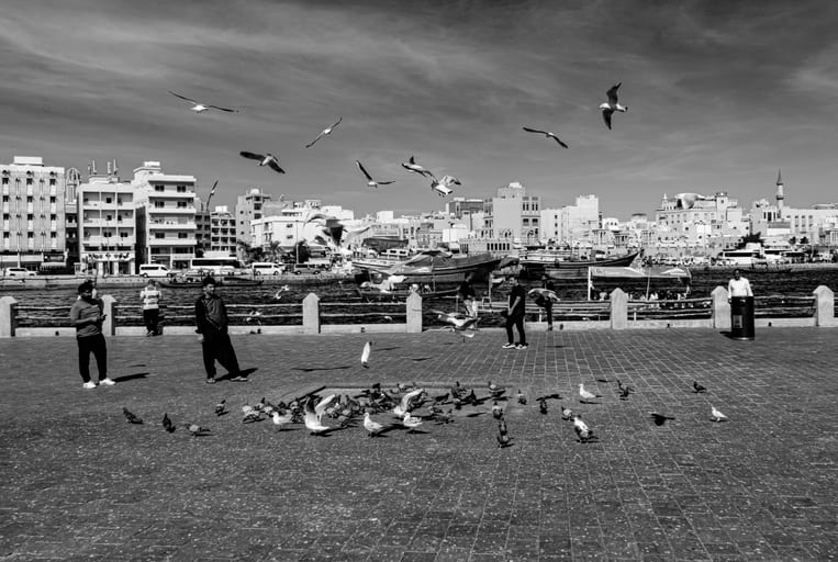 Peguen Dubai Water Birds, a fine-art photograph by Ali Abu Ras