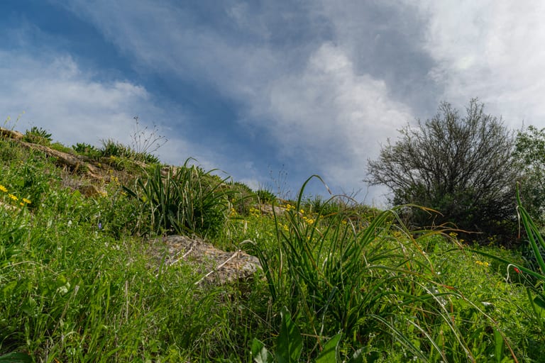 Flower Spring, a fine-art photograph by Ali Abu Ras
