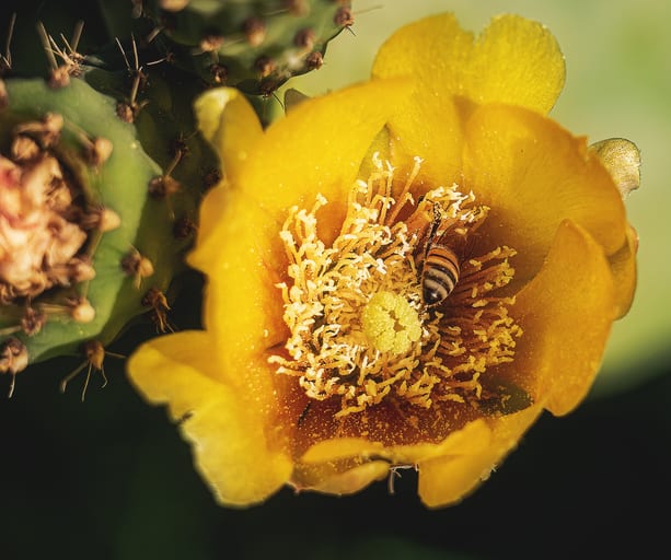 Stilllive Flower Yellow Green Hashmiah, a fine-art photograph by Ali Abu Ras