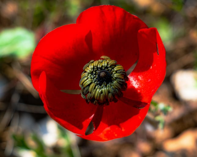 Landscap Anemone Center Flower, a fine-art photograph by Ali Abu Ras