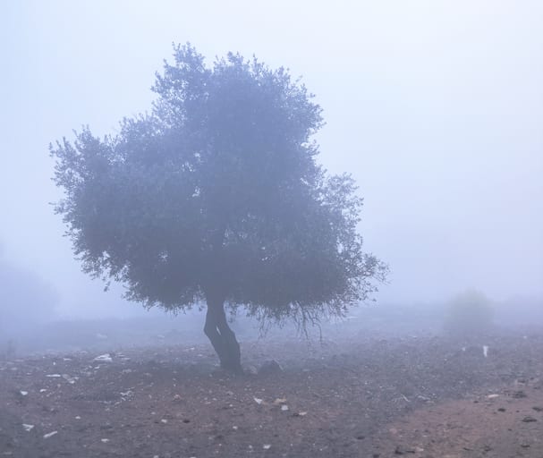 Landscape FOG AND Tree, a fine-art photograph by Ali Abu Ras