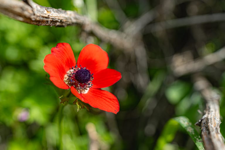 Flower Spring, a fine-art photograph by Ali Abu Ras