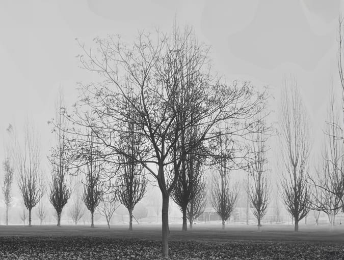 Landsacpe FOG Trees, a fine-art photograph by Ali Abu Ras