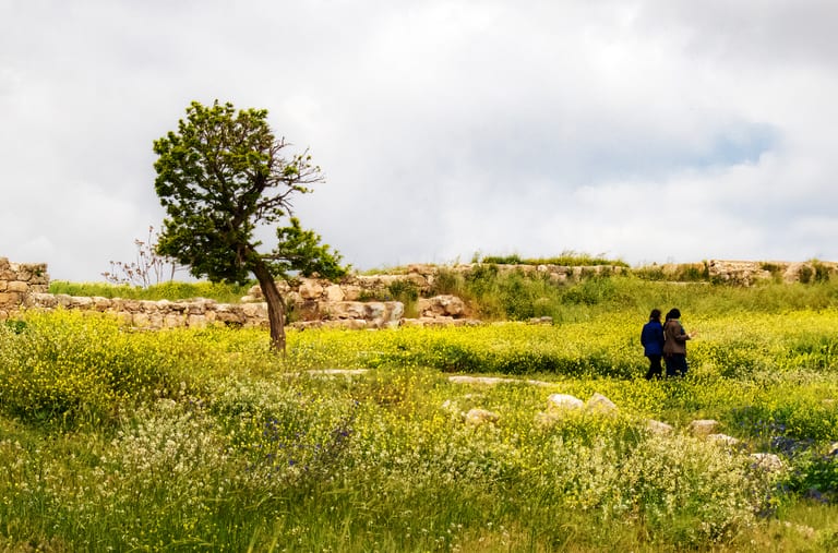 Amman Citadel Tree AND People Seting, a fine-art photograph by Ali Abu Ras