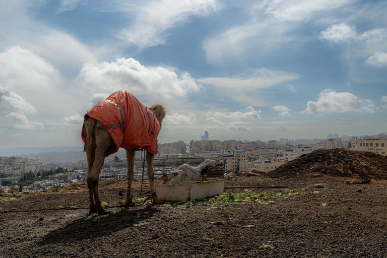 A dromedary camel wearing an orange plastic cover stands on a barren elevated ridge overlooking a densely built urban cityscape beneath a bright, cloudy sky.