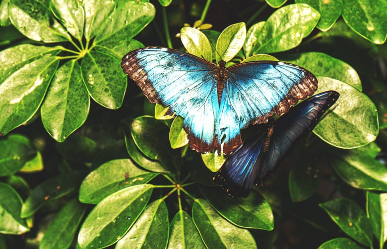 Close-up overhead view of a bright blue morpho butterfly resting on vibrant green leaves, with its wings fully spread and a second butterfly perched vertically next to it with folded wings.