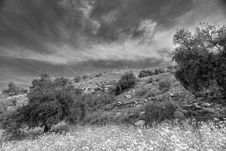 Flower Spring, a fine-art photograph by Ali Abu Ras