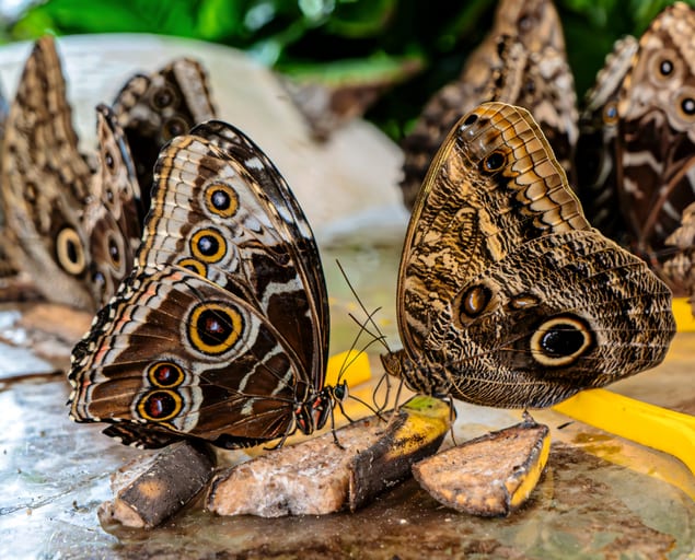 Two large brown butterflies with complex wing patterns and yellow-ringed eyespots feed on sliced fruit on a reflective surface, surrounded by several other out-of-focus butterflies in the background.