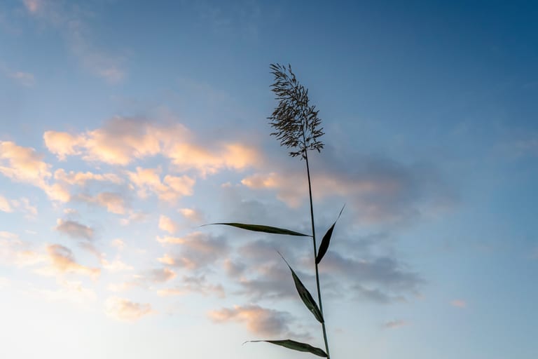 Feilds Plants Sunset, a fine-art photograph by Ali Abu Ras
