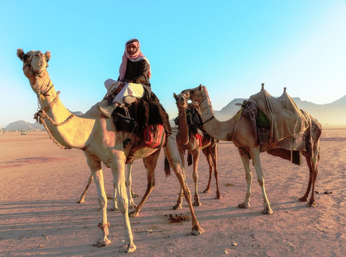 A man in traditional dress mounted on a harnessed camel in a wide sandy landscape, with two other saddled camels standing nearby under clear blue sky.