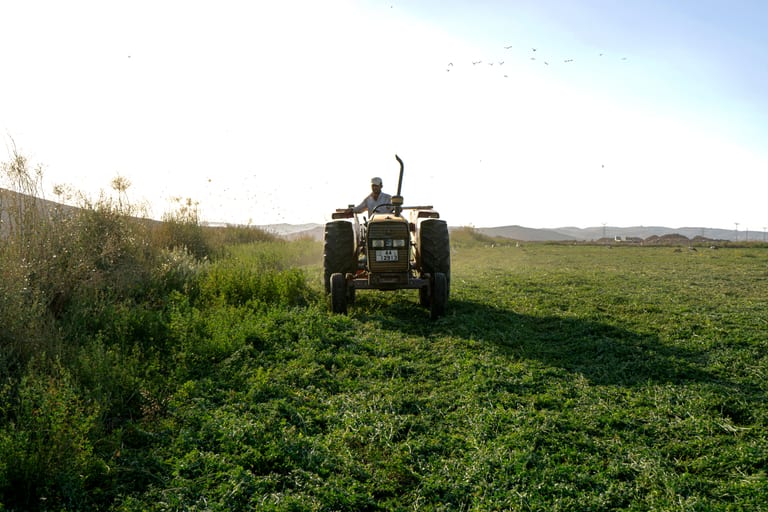 Farm Hashmiah Birds, a fine-art photograph by Ali Abu Ras