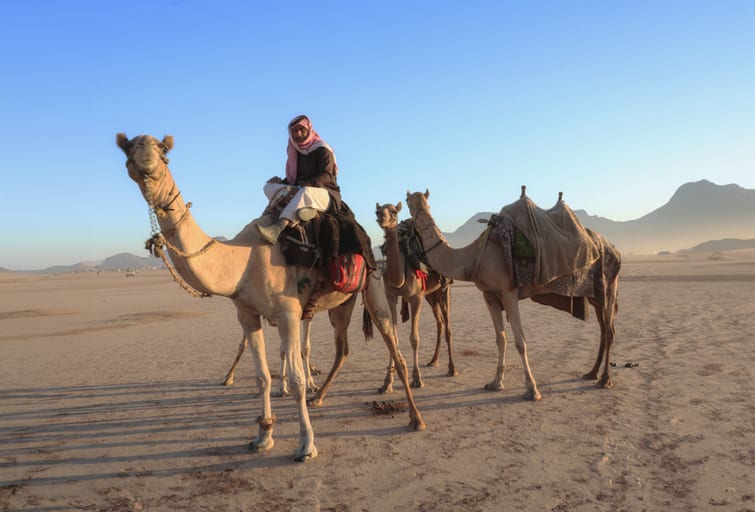 A man in traditional garments rides a camel at the front of a small caravan of saddled camels standing in a wide, sandy desert under a clear blue sky, casting long shadows.