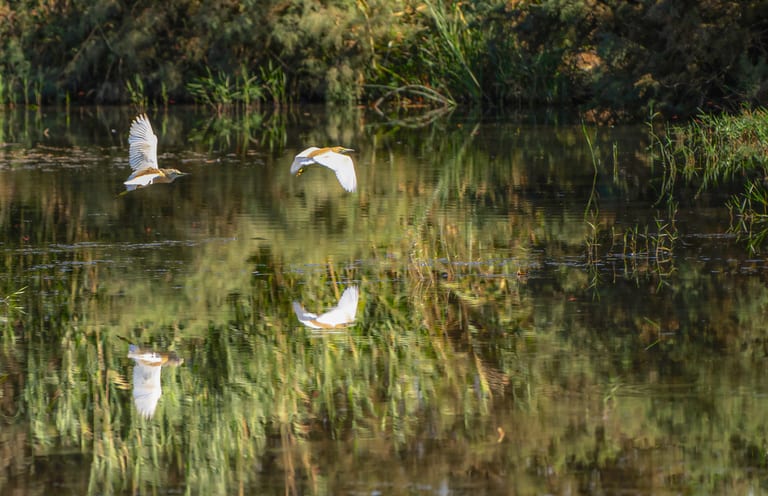Animals Bird Bafalo Jordan Azraq, a fine-art photograph by Ali Abu Ras
