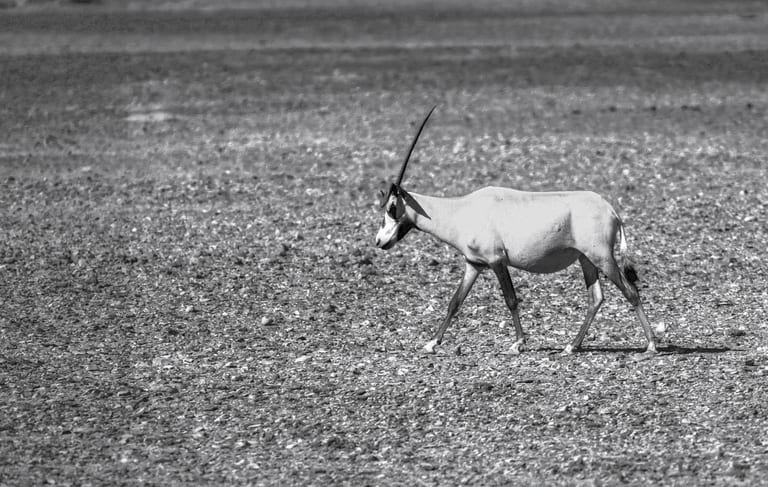 Animals Maha Jordan Azraq 0, a fine-art photograph by Ali Abu Ras