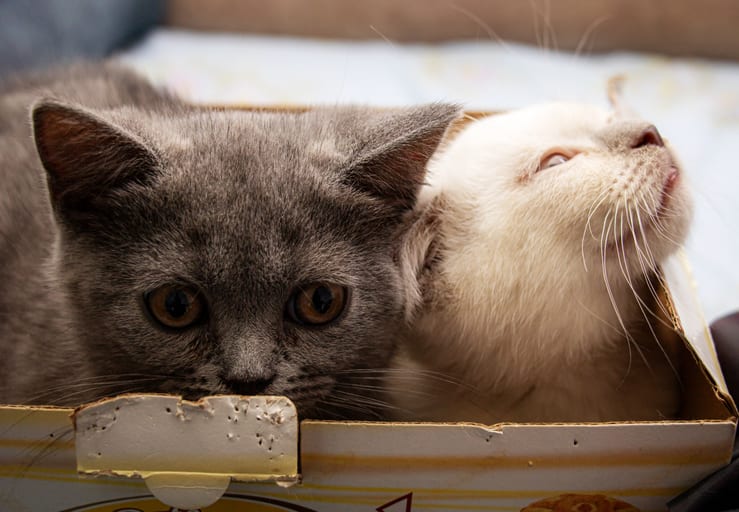 Animale CAT Gray Eyes BOX 3, a fine-art photograph by Ali Abu Ras
