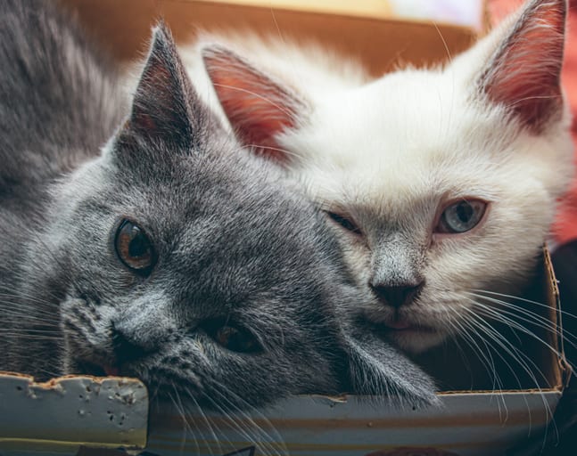 Animale CAT Gray Eyes BOX 1, a fine-art photograph by Ali Abu Ras