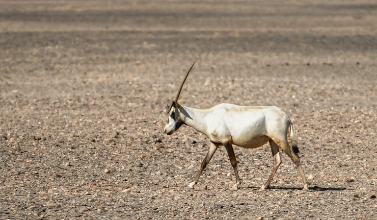 Animals Maha Jordan Azraq, a fine-art photograph by Ali Abu Ras