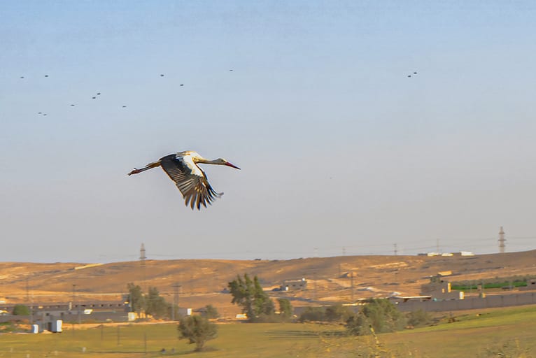 Farm Hashmiah Birds, a fine-art photograph by Ali Abu Ras