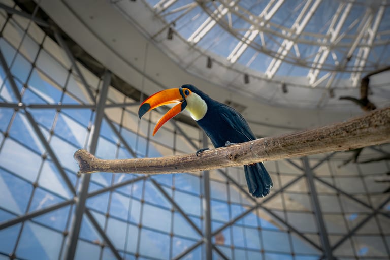 A toucan with a prominent orange beak perched diagonally on a branch inside a modern glass and steel architectural enclosure.