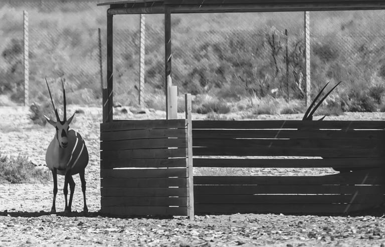 Animals Maha Jordan Azraq, a fine-art photograph by Ali Abu Ras