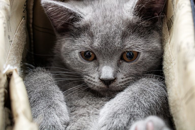 Animale CAT Gray Eyes BOX, a fine-art photograph by Ali Abu Ras