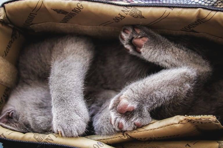 Animale CAT Gray Eyes BOX, a fine-art photograph by Ali Abu Ras