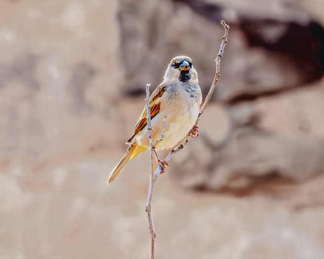 Animals Bird Daha Jordan, a fine-art photograph by Ali Abu Ras