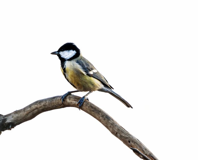 Animals Bird Daha Jordan XL, a fine-art photograph by Ali Abu Ras