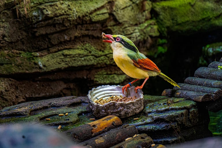 A vibrant bird with a red beak and green and yellow feathers perched on the rim of a stone feeding dish containing food pellets, against a natural mossy rock background.