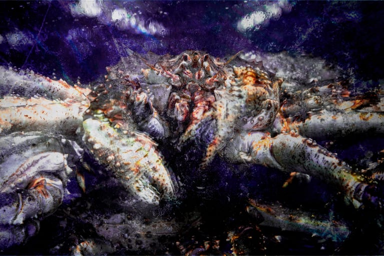 Close-up view of a large crab behind a speckled and bubbled glass surface, showing detailed textures of its shell and claws against a dark violet background.