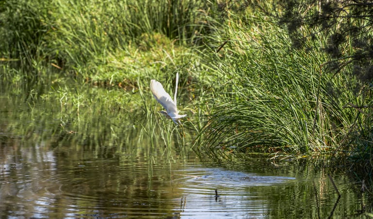 Animals Bird Jordan Azraq, a fine-art photograph by Ali Abu Ras