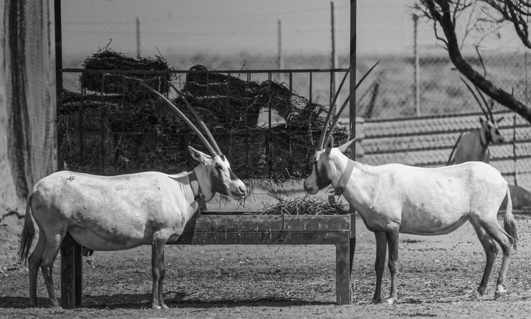 Animals Maha Jordan Azraq, a fine-art photograph by Ali Abu Ras