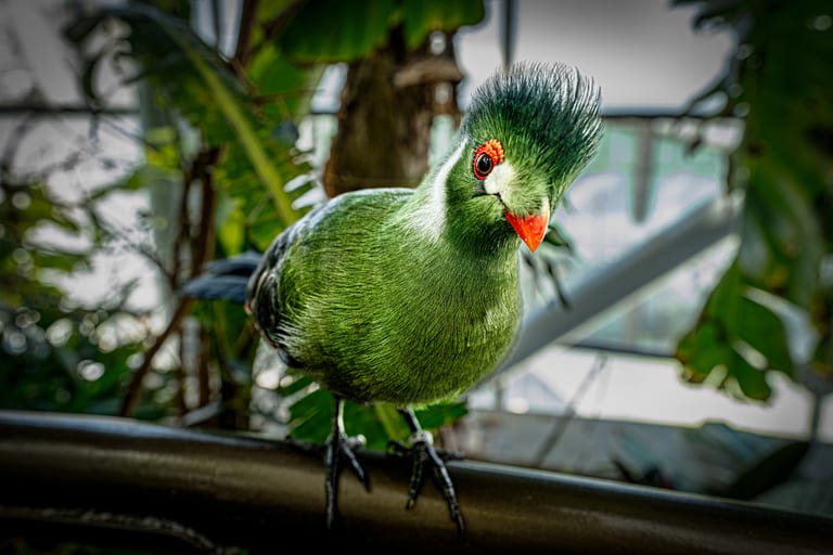 A close-up photograph of a bright green turaco bird with a prominent crest, red beak, and striking red eye rings, perched on a rail inside a lush greenhouse in Dubai, UAE, in 2024.