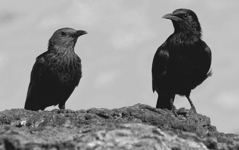 Danah Birds Black TWO, a fine-art photograph by Ali Abu Ras