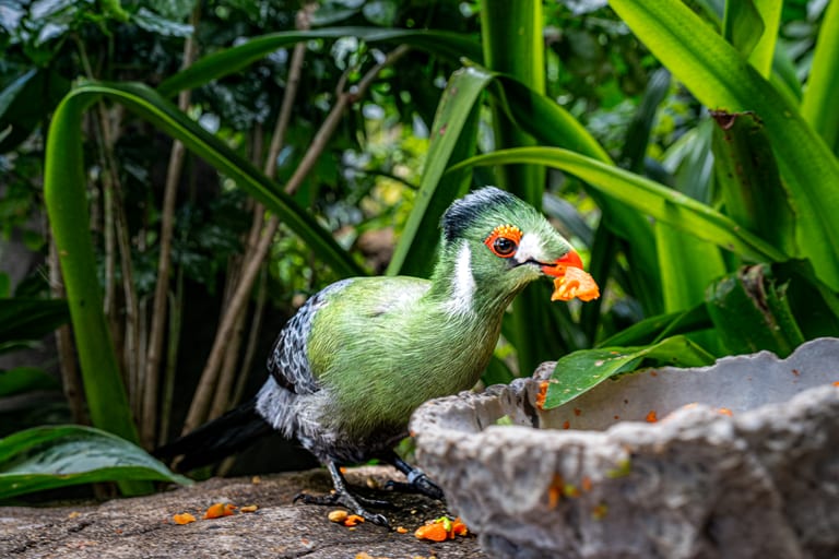 Close-up photograph of a green turaco bird with a crest, red beak, and striking orange facial skin, eating orange pieces of fruit near a stone bowl surrounded by lush green leaves.