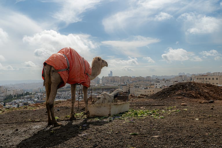 A dromedary wearing an orange cover stands on a rocky hill overlooking a city skyline under a wide cloudy sky, with another resting animal partially visible near a trough.