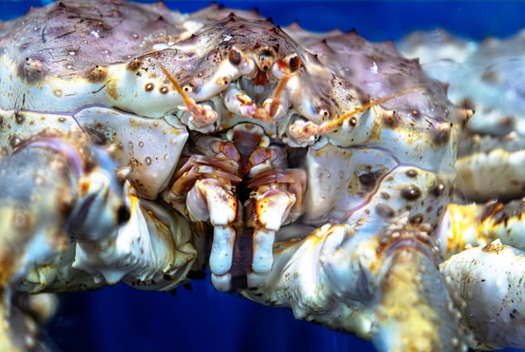Macro photograph focusing on the detailed facial structure, textured shell, and armored legs of a large crab with a solid blue background.