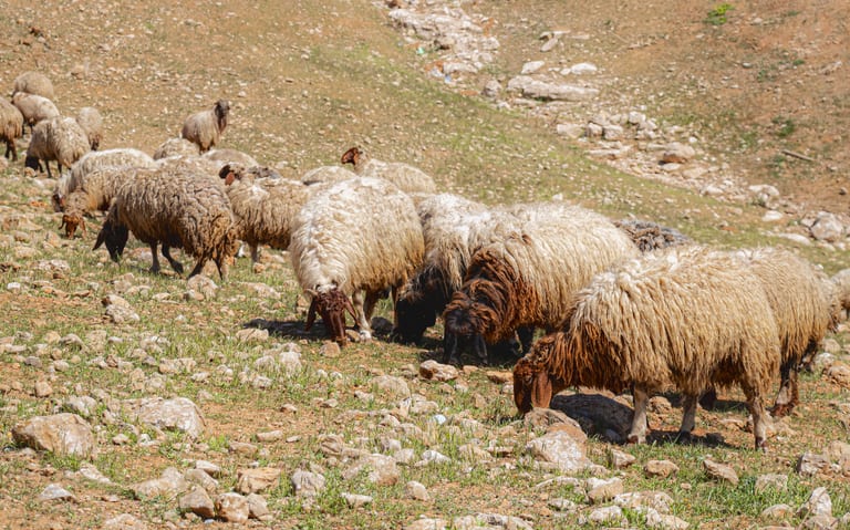 Hashmiah THE Crossing People Fenc, a fine-art photograph by Ali Abu Ras