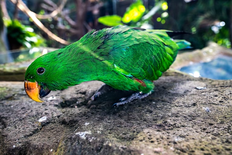 Close-up of a vibrant green parrot with an orange beak perched on rough stone, set against a softly blurred tropical background.