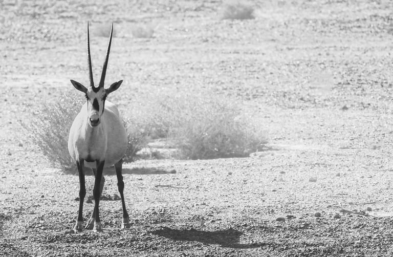 Animals Maha Jordan Azraq, a fine-art photograph by Ali Abu Ras