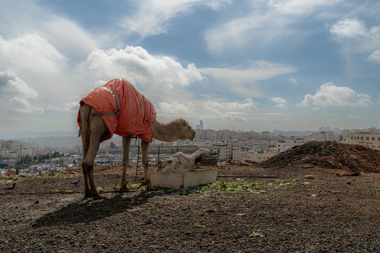 A camel draped in a bright orange cover stands on a gravelly hill eating from a container, with an extensive city skyline and cloudy sky stretching out in the background.